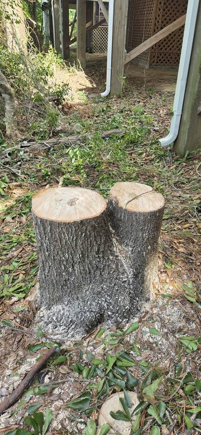 Freshly cut two-trunk stump with sawdust around its base, beside the wooden pilings and downspouts of a raised house