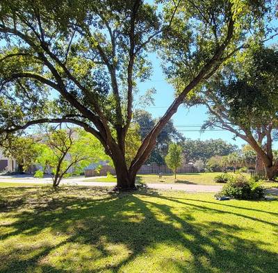 Wide-spreading live oak with a raised, open canopy casting long shadows across a sunny lawn