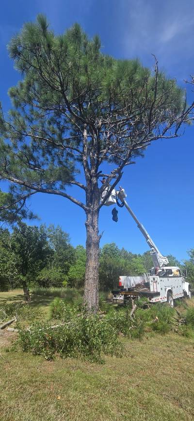 Worker in a bucket lift beside the trunk of a tall pine against a deep blue sky, with the white bucket truck below and cut branches in the grass